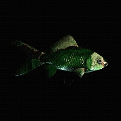 CryptoFish #4942