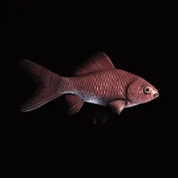 CryptoFish #3557