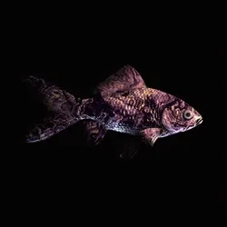 CryptoFish #3647