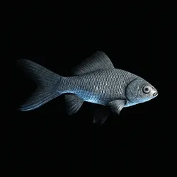 CryptoFish #5099