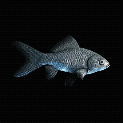 CryptoFish #5099
