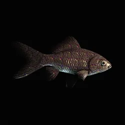CryptoFish #3498