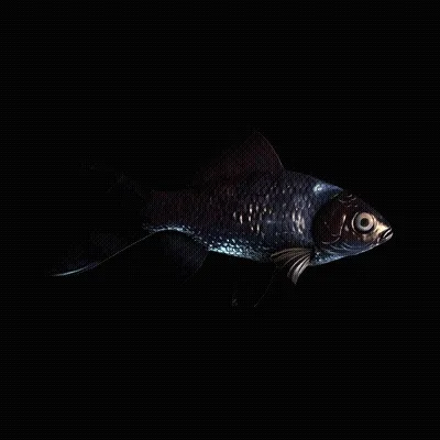 CryptoFish #3764