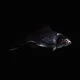 CryptoFish #3764
