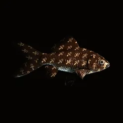 CryptoFish #2704
