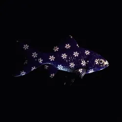 CryptoFish #4967
