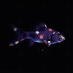 CryptoFish #4911