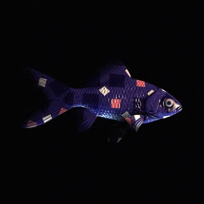 CryptoFish #4911