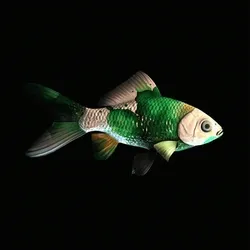CryptoFish #1427