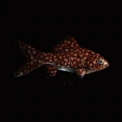 CryptoFish #5537