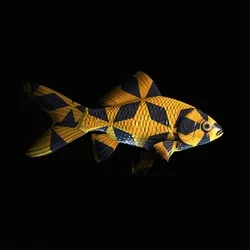CryptoFish #5934