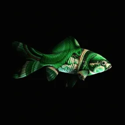 CryptoFish #26