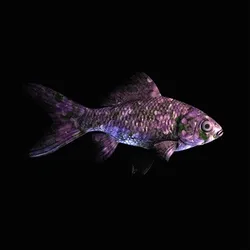 CryptoFish #5976