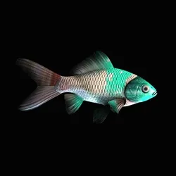 CryptoFish #3974
