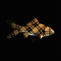 CryptoFish #4304