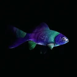 CryptoFish #4948