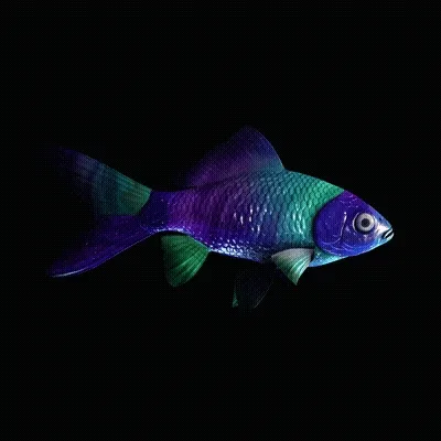 CryptoFish #4948