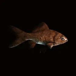 CryptoFish #4056