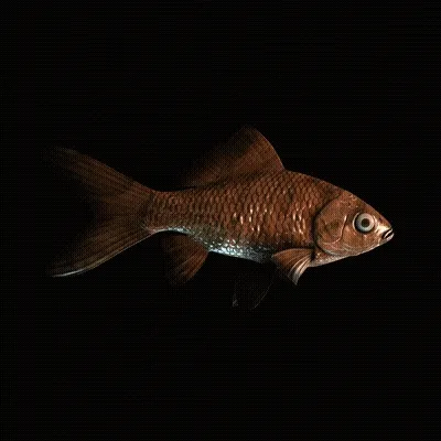 CryptoFish #4056