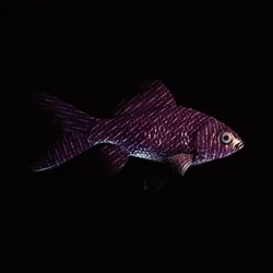 CryptoFish #3719