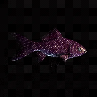 CryptoFish #3719