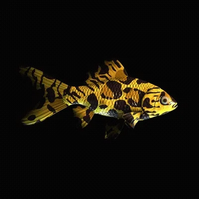 CryptoFish #1429