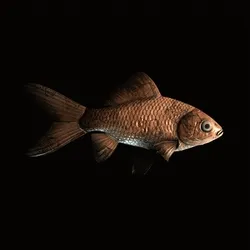 CryptoFish #2272