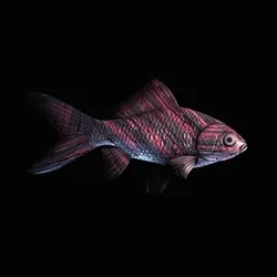CryptoFish #3452