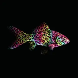 CryptoFish #4811