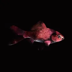 CryptoFish #1288