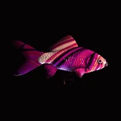 CryptoFish #27