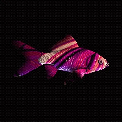CryptoFish #27