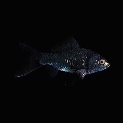 CryptoFish #2274