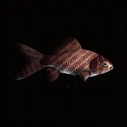 CryptoFish #3639