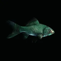 CryptoFish #6476