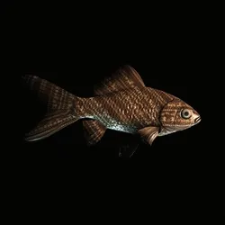 CryptoFish #6891