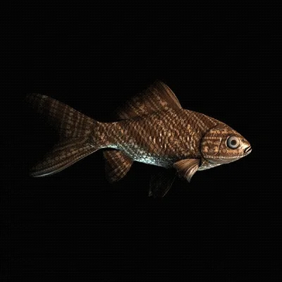 CryptoFish #6891