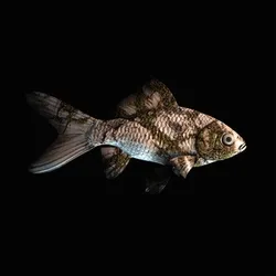 CryptoFish #5994