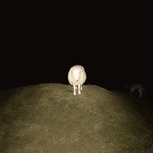 We Have A Visitor