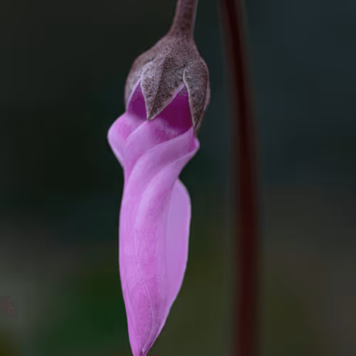 Artistic cyclamen