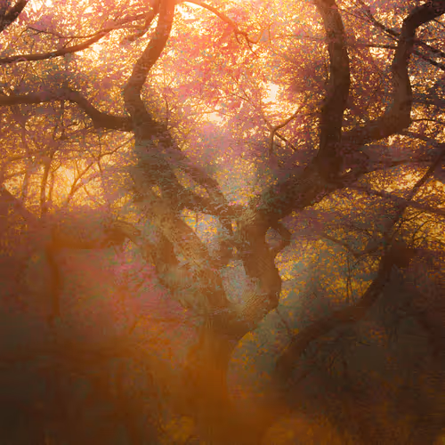 The Gothic Side Of Nature