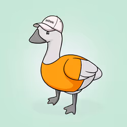 Honk #4844