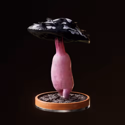 Fungi #1384