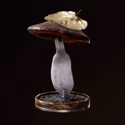 Fungi #7342