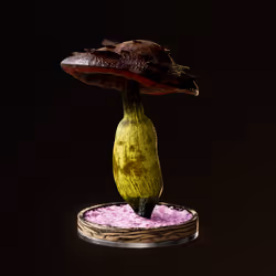 Fungi #2370