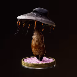 Fungi #651