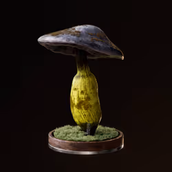 Fungi #4847