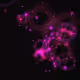 Signal Geometry - Alive #292