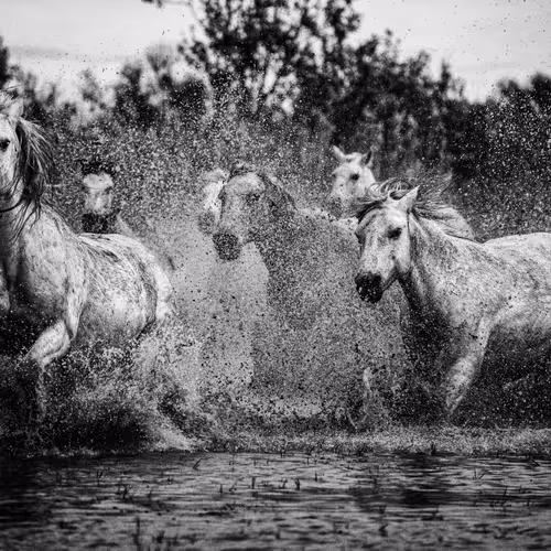 The Free-Spirited Gallop