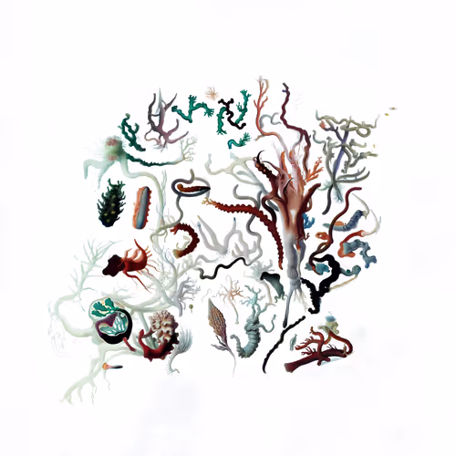 Item #273178872 Media